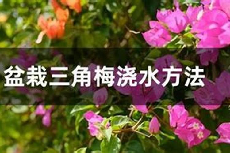 三角梅冬天怎么养护？