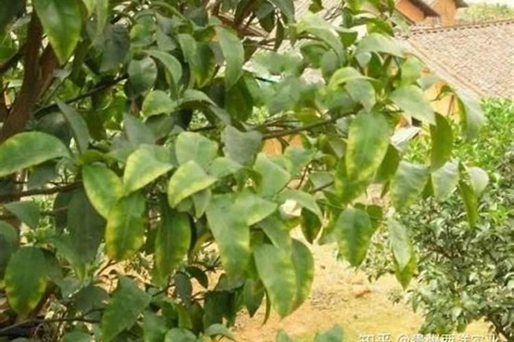 辣椒落花落果的原因及防治 辣椒养殖方法总结