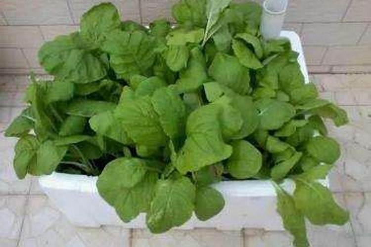 水稻直播多久撒尿素