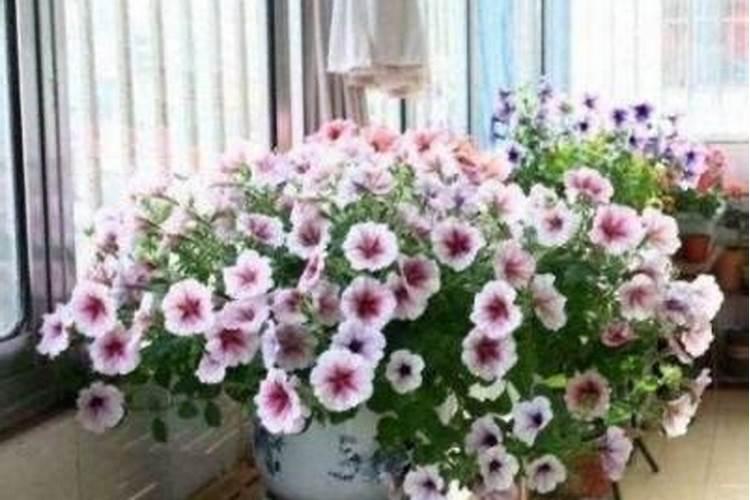 磷肥对植物的作用和用量 磷肥促进哪部分生长