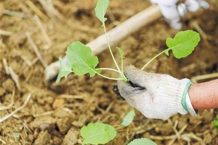 油菜什么时候喷施硼肥