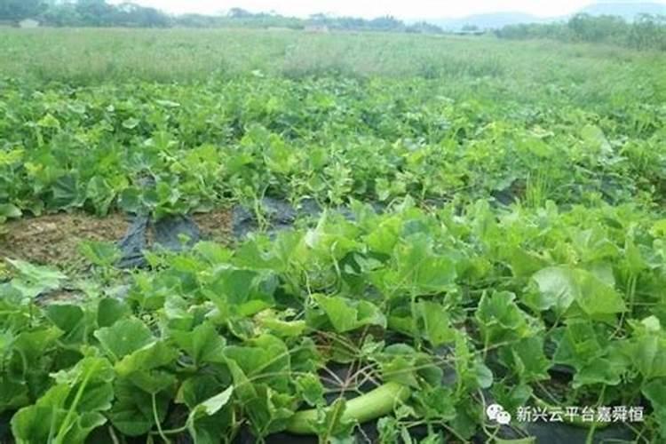 种香瓜肥料怎么施肥