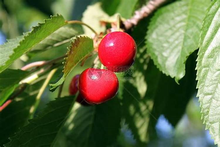 樱桃树用什么叶面肥