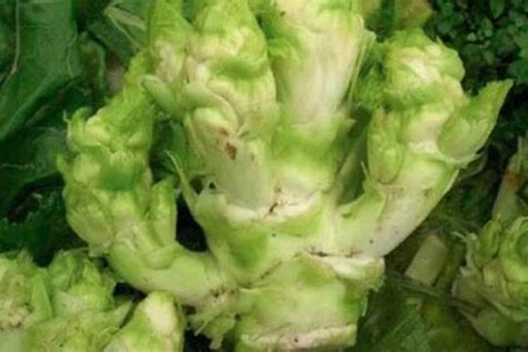 种儿菜用什么土比较好