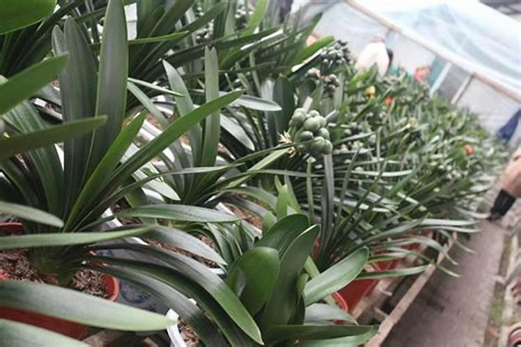 君子兰根部腐烂怎么处理