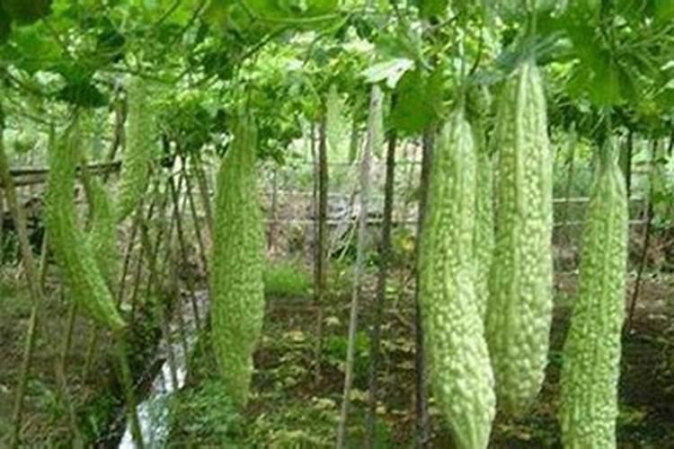 给三角梅换盆,注意这几点,保准让它快速缓盆