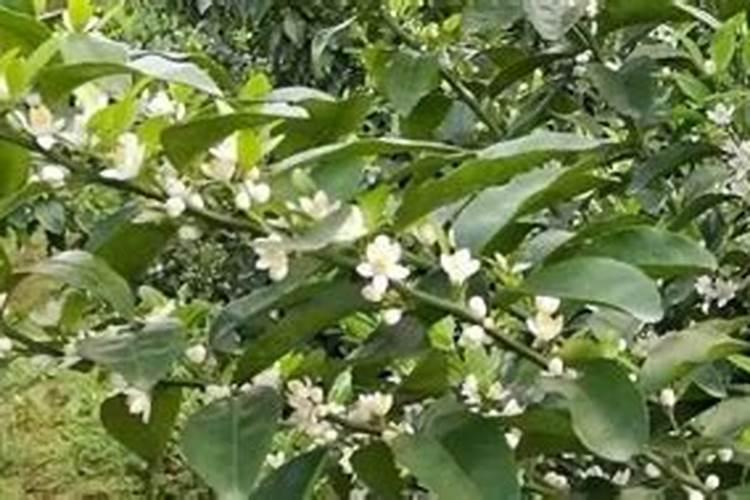 柑橘开花时期适合用啥肥料