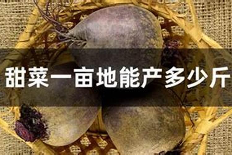 甜菜施肥需要多少氮肥,才会增产量