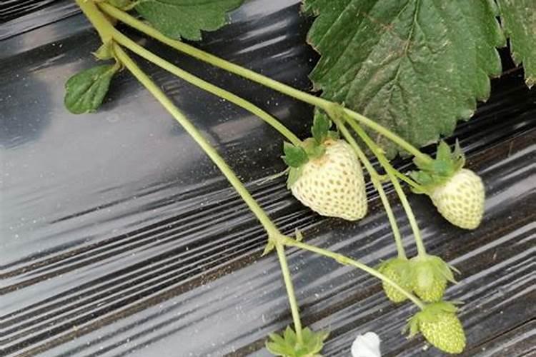 绵竹市得帮化肥烤烟专用肥是多少一包