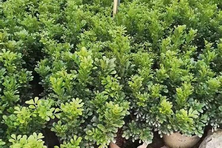 米兰花什么时候施肥