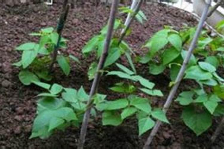 豇豆施什么肥料？