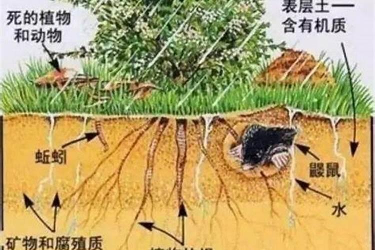 葡萄上色初期专用药