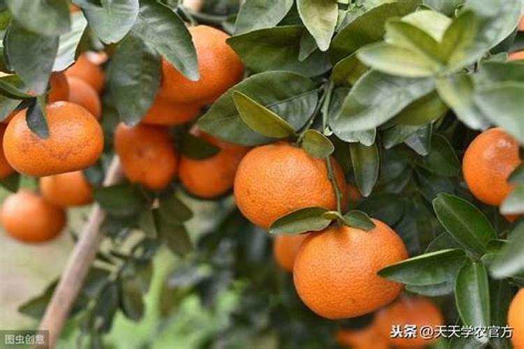 茂谷柑种植技术