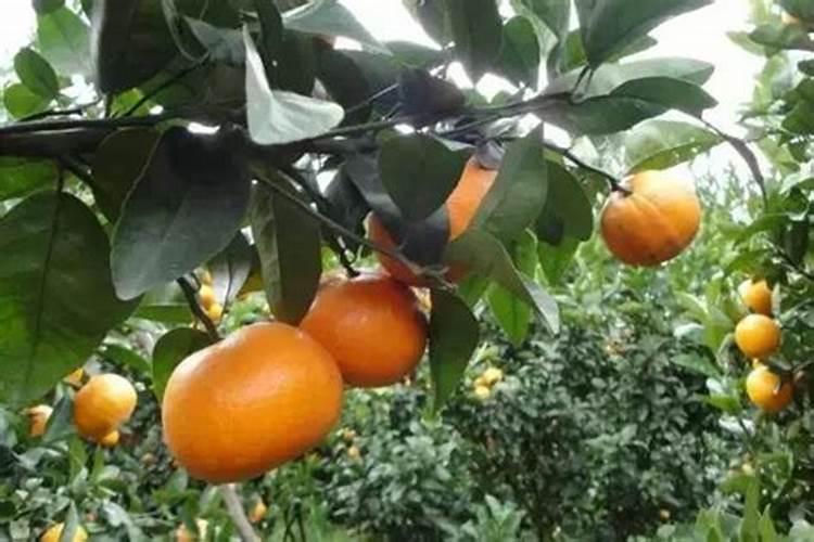 豆角的农药残留怎么去除