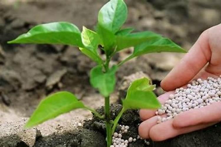 冷空气一波接一波来袭,南方地区蔬菜冻害不断,怎么破解？