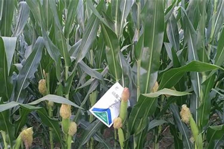 什么是磷肥 天然的磷钾肥有哪些