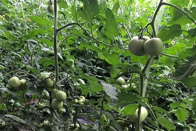 龙灯源爽高钾叶面肥喷施作用