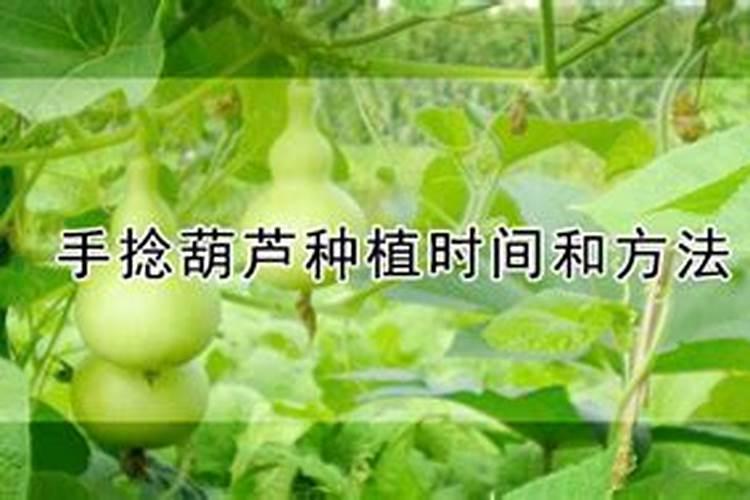 西瓜坐果期的肥水管理