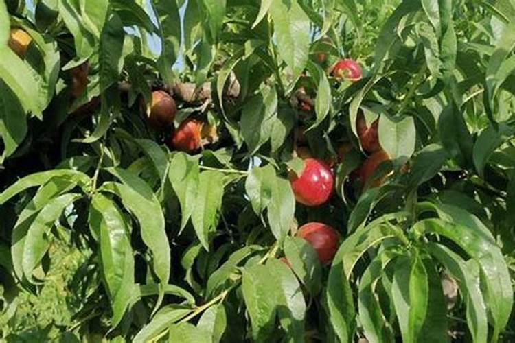 大棚油桃后期上肥用三十个钾行吗？