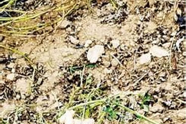 撒可富花生专用肥怎么样