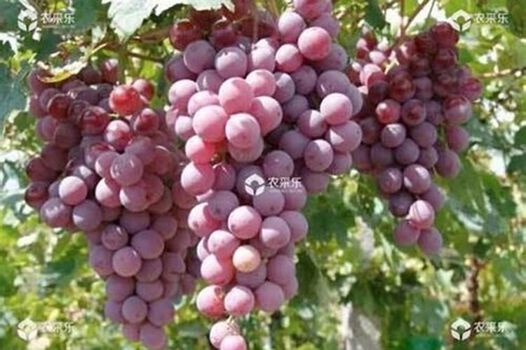 葡萄用什么肥料好