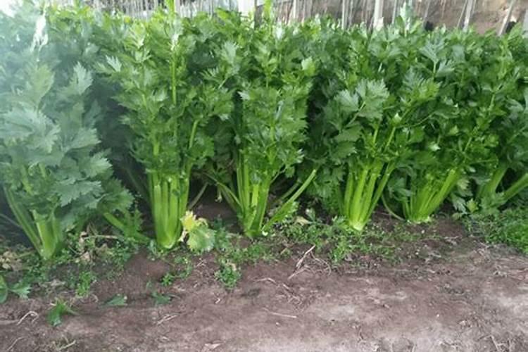 芹菜应该怎么栽 芹菜如何种植