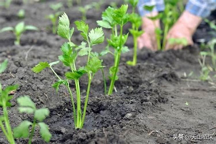怎样种植芹菜