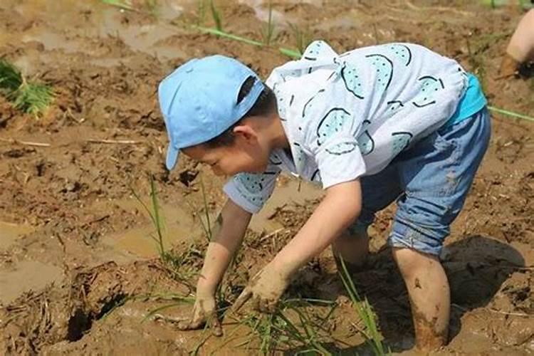 现在农民种田如果不使用化肥农药,光靠责任心能提高产量吗？