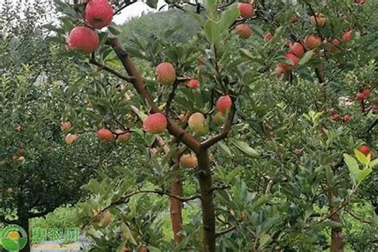 嘎啦苹果的膨大期是什么时候