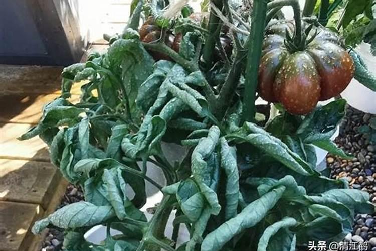 郑州商品期货交易所的开放时间是什么时候？