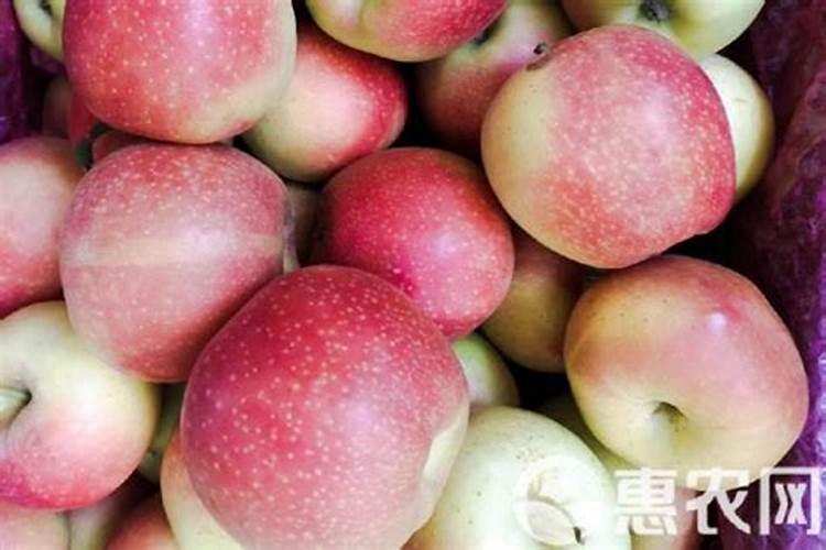 苹果树怎样施肥:夏季苹果树施肥方法