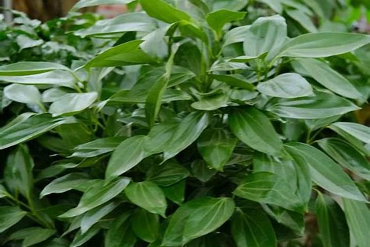 平安树施什么肥平安树怎么施肥