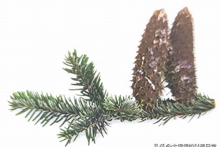 杜鹃花缺水的表现