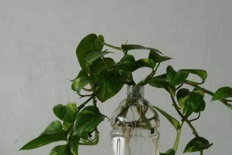 铁兰花如何养殖