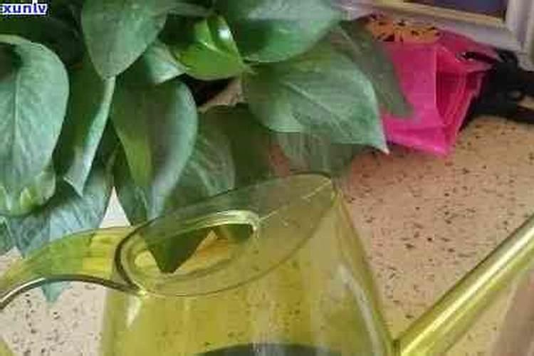 用豆饼如何施肥