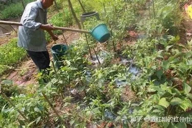 用豆饼如何施肥