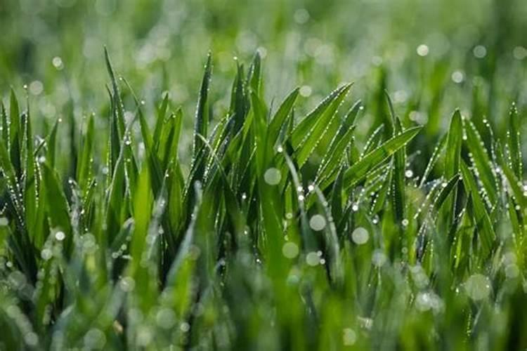 山药底肥用什么肥料