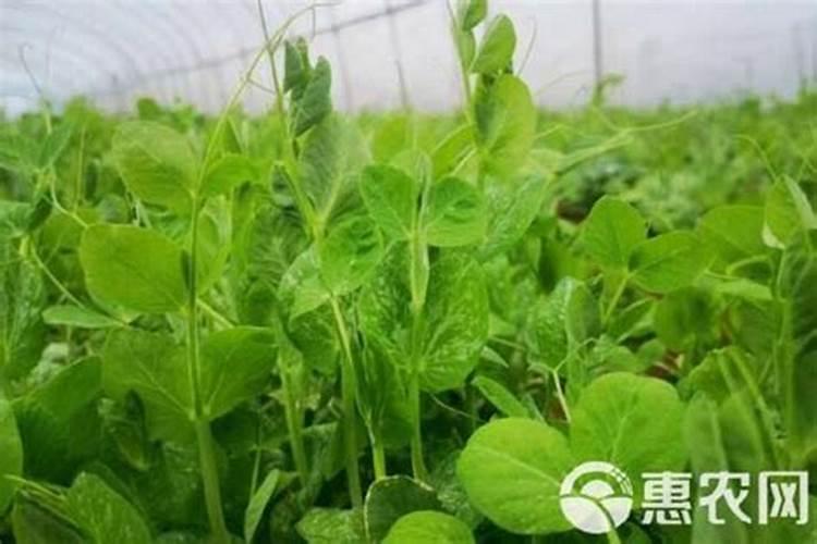 山药的需肥特点是什么？种植山药应该如何施肥？