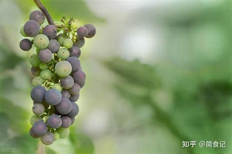 石龟幼龟水霉病治疗方法