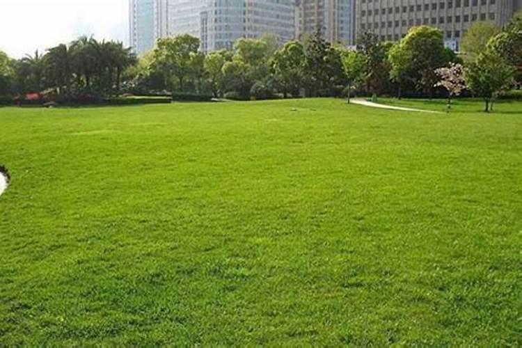 草坪专用肥洒上几天可以撒种子