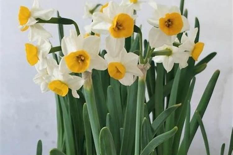 水仙花施肥方法,用什么肥好