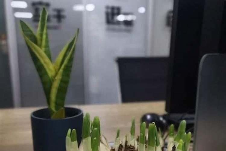 水仙花的施肥方法用什么肥料？