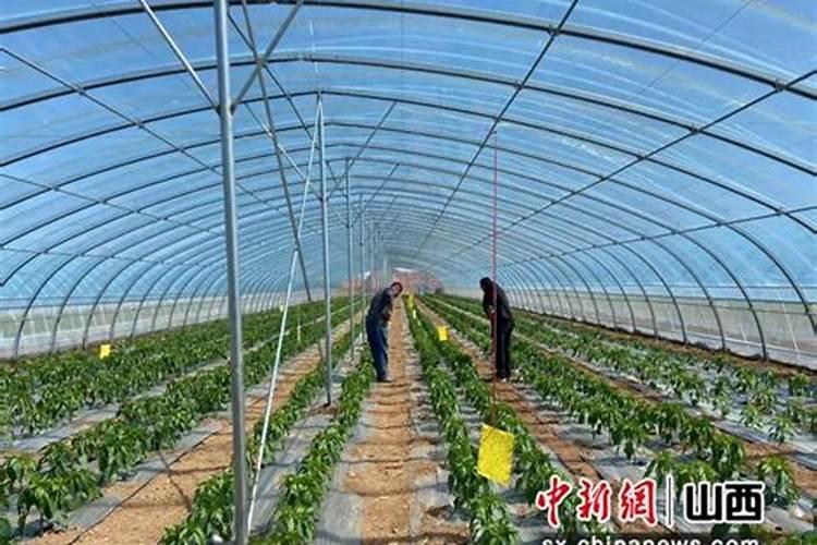 肥料发酵剂和菌肥可以用于果蔬种植么？怎么用