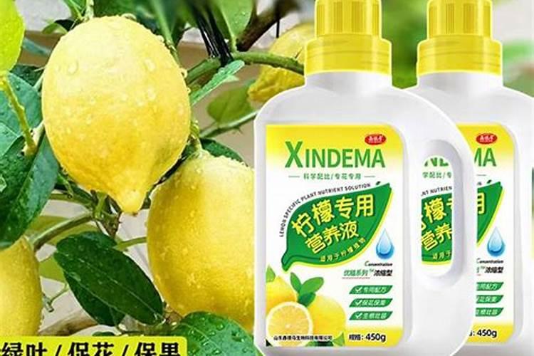 柠檬树花期管理方法与要点