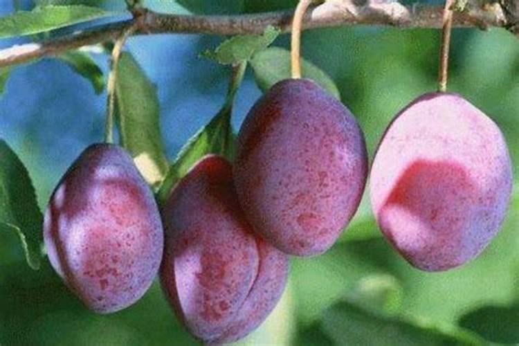 种芒果施什么肥