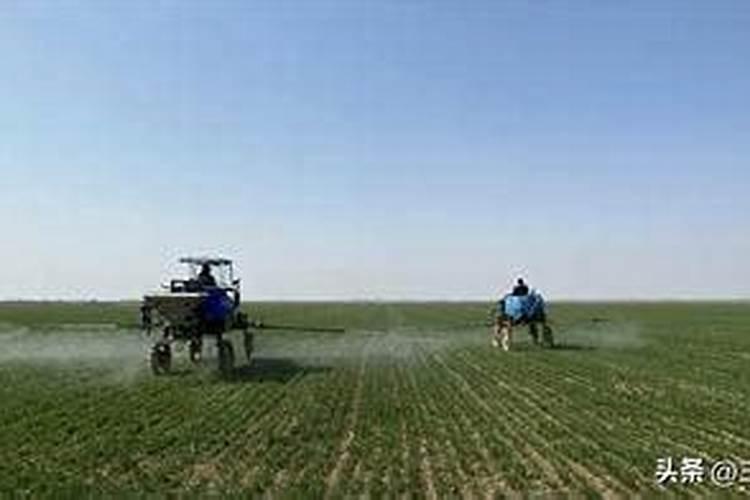 除草剂过后两天可以用叶面肥吗？