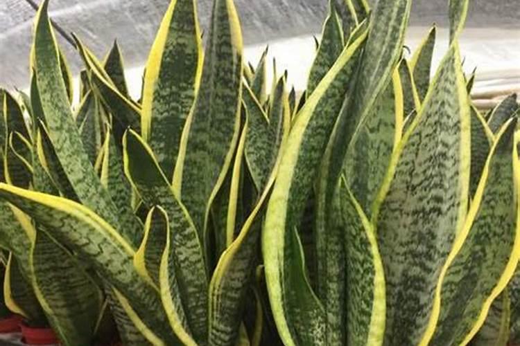 荔枝果苗刚种两天能不能放生根水浇水？