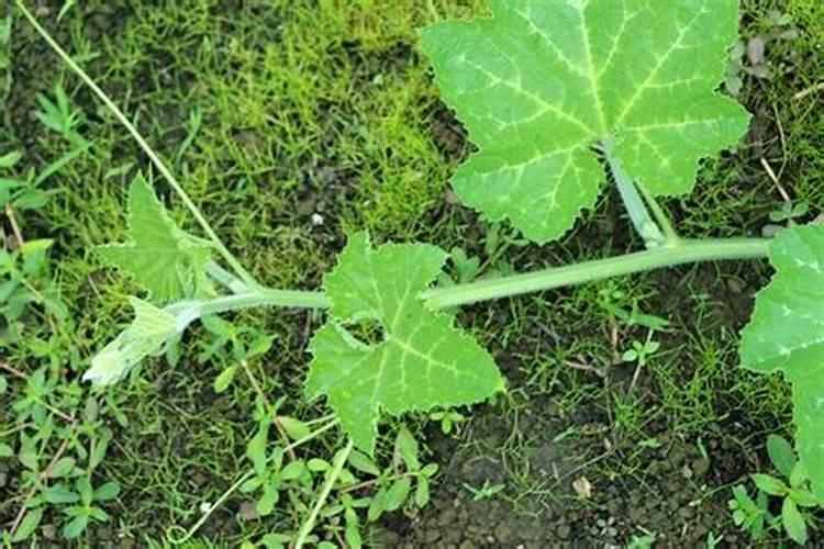 水溶肥浓度过高怎么补救