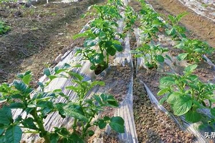 种土豆每亩用多少肥料最好