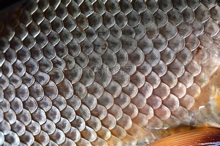 氮磷钾是什么肥料